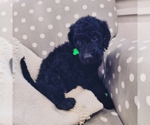 Double Doodle Puppy for sale in WEST, TX, USA