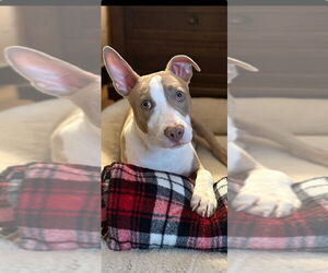 American Pit Bull Terrier-Unknown Mix Dogs for adoption in Brewster, NY, USA