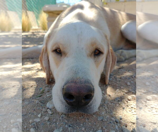 Medium Photo #2 Chesador Puppy For Sale in Apple Valley, CA, USA