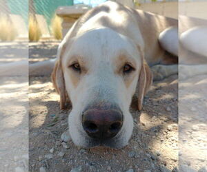 Prancer - Male Chesador Dog for Adoption - Photo #2