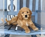 Small #3 Goldendoodle