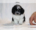Small #4 ShihPoo