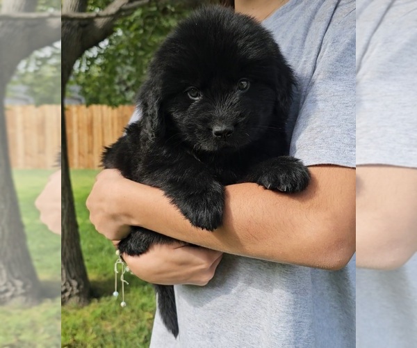 Medium Photo #1 Newfoundland Puppy For Sale in CAMBRIDGE, NE, USA