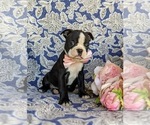 Small Photo #3 Boston Terrier Puppy For Sale in EPHRATA, PA, USA