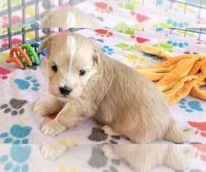 Havanese Puppy for sale in ORO VALLEY, AZ, USA
