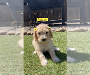 Poodle (Standard) Puppy for sale in EXETER, CA, USA