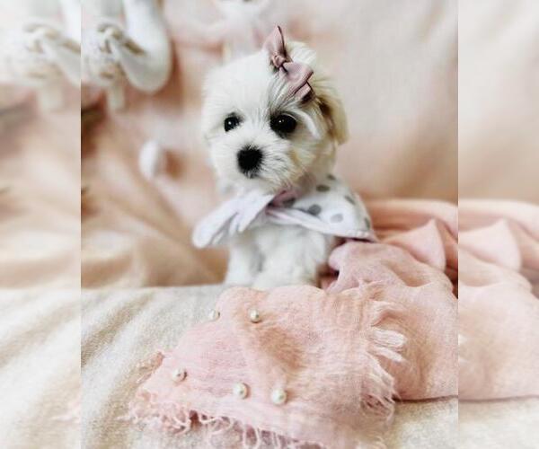 Medium Photo #8 Morkie Puppy For Sale in PALM BEACH, FL, USA