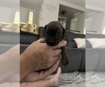 Small #4 French Bull Weiner