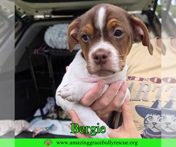 Medium Photo #5 Mutt Puppy For Sale in Pensacola, FL, USA