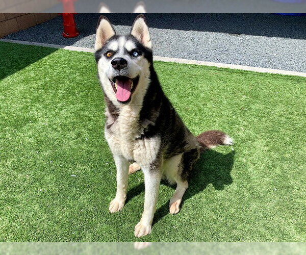 Medium Photo #2 Siberian Husky-Unknown Mix Puppy For Sale in Moreno Valley, CA, USA