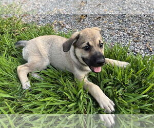 Mutt Dogs for adoption in Brooklyn Center, MN, USA