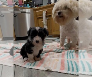 Maltipoo Dogs for adoption in Holly Springs, NC, USA