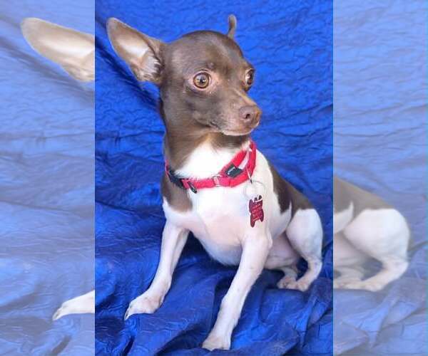 Medium Photo #5 Rat Terrier-Unknown Mix Puppy For Sale in Cuba, NY, USA