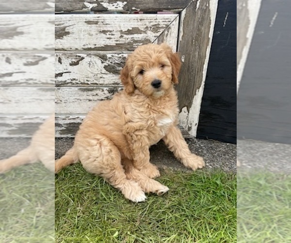 Medium Photo #3 Goldendoodle (Miniature) Puppy For Sale in PUYALLUP, WA, USA