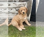 Small Photo #3 Goldendoodle (Miniature) Puppy For Sale in PUYALLUP, WA, USA