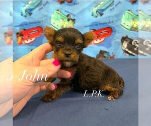 Yorkshire Terrier Puppy for sale in WINNSBORO, LA, USA