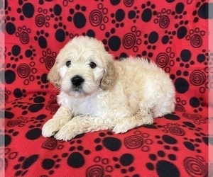 Goldendoodle Puppy for sale in PARKER, CO, USA