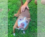 Small #1 American Staffordshire Terrier Mix