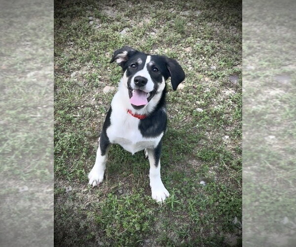Medium Photo #1 Australian Shepherd-Unknown Mix Puppy For Sale in Menifee, CA, USA