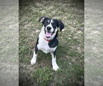 Small Australian Shepherd Mix