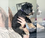 Small #3 Bernedoodle