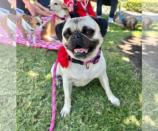 Medium Photo #10 Pug Puppy For Sale in Newport Beach, CA, USA