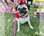 Small #9 Pug