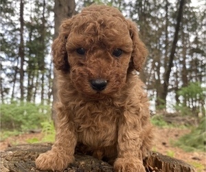 Medium Poodle (Miniature)