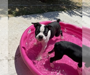 Boston Terrier Puppy for Sale in BEECH GROVE, Indiana USA