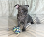 Puppy London Fog Faux Frenchbo Bulldog