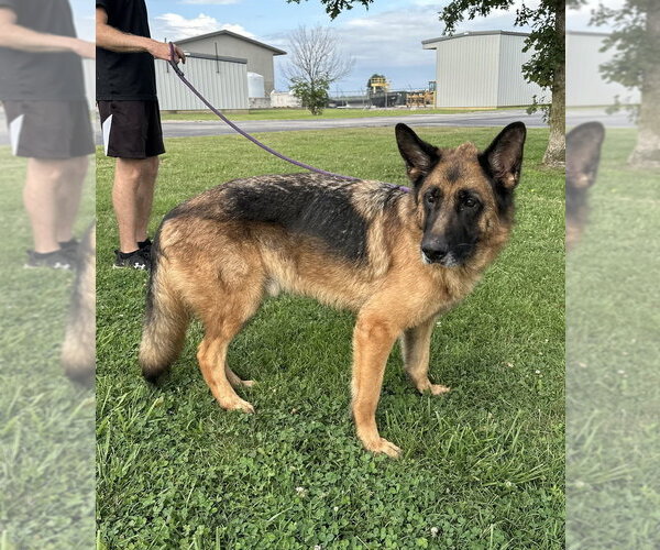 Medium Photo #2 German Shepherd Dog Puppy For Sale in Evansville, IN, USA