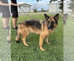 Small #1 German Shepherd Dog