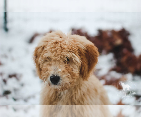 Medium Photo #10 Goldendoodle Puppy For Sale in CARLOCK, IL, USA