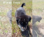 Puppy Freya French Bulldog