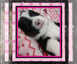 Small Photo #5 Pembroke Welsh Corgi Puppy For Sale in LOGAN, NM, USA