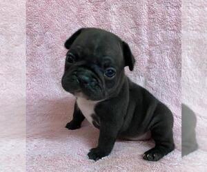 French Bulldog Puppy for sale in JOHNS ISLAND, SC, USA