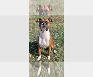 Boxer Dogs for adoption in Austin, TX, USA