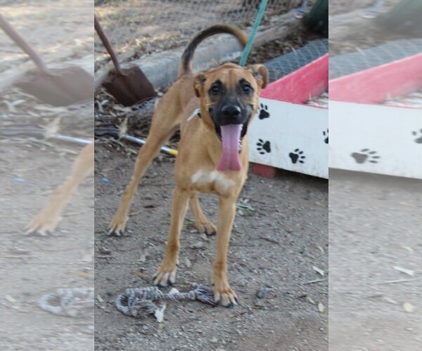 Medium Photo #4 Mutt Puppy For Sale in El Centro, CA, USA