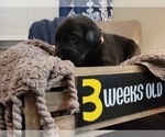 Small Photo #14 Labrador Retriever Puppy For Sale in BONAIRE, GA, USA