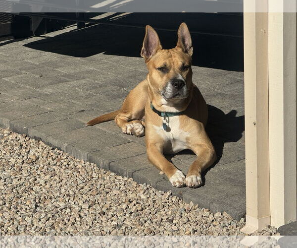 Medium Photo #3 Mutt Puppy For Sale in Chandler, AZ, USA