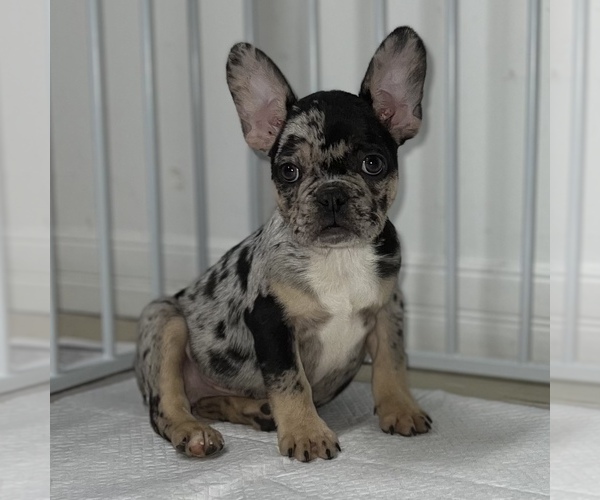 Medium Photo #9 French Bulldog Puppy For Sale in VILLA PARK, IL, USA