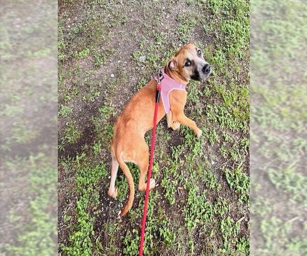 Medium Photo #2 Black Mouth Cur-Unknown Mix Puppy For Sale in Baytown, TX, USA
