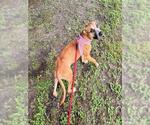 Small #1 Black Mouth Cur Mix