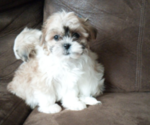 Image preview for Ad Listing. Nickname: Ginger