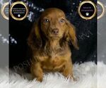 Puppy Lola Dachshund