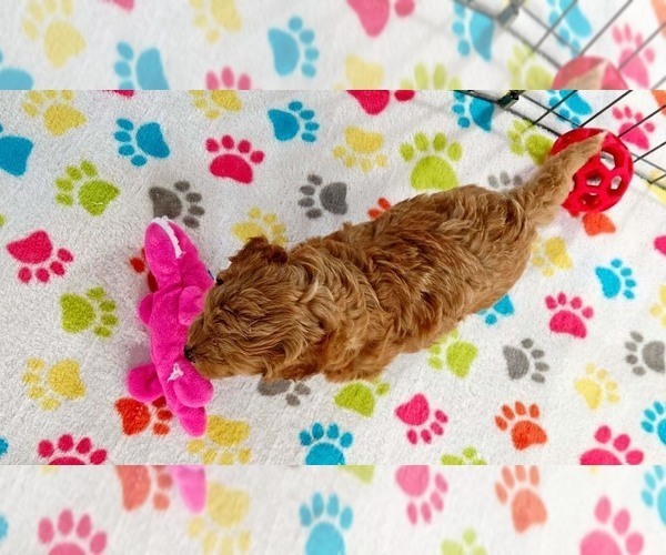 Medium Photo #15 Cavapoo mix (+ Poodle Miniature) Puppy For Sale in ORO VALLEY, AZ, USA