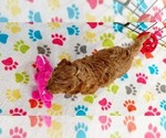 Small #14 Cavapoo mix (+ Poodle Miniature)