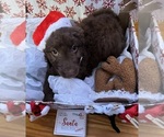 Puppy Puppy 1 Aussiedoodle-Labradoodle Mix