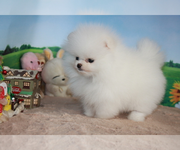 Medium Photo #12 Pomeranian Puppy For Sale in SAN FRANCISCO, CA, USA