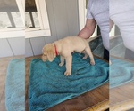 Small #1 Chesapeake Bay Retriever